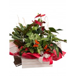Caja de plantas y flores