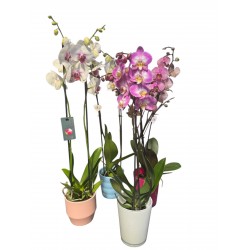 Orquidea Phalenopsis Sorpresa