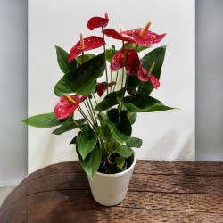 Anthurium Love