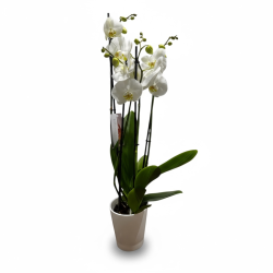 Orquidea Phalenopsis Blanca