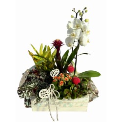 Caja plantas Naturaleza