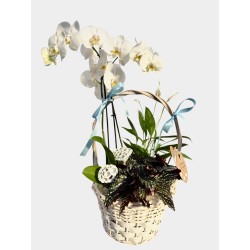 Cesta plantas sueños