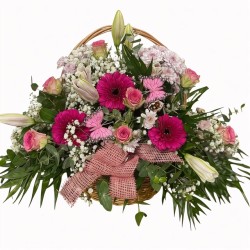 Centro Live Rosa
