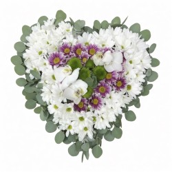Corazon Daisies