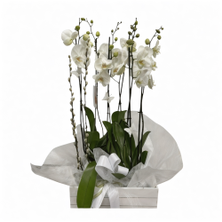Familia 3 Orquídeas Blancas
