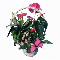 Cesta Plantas happy