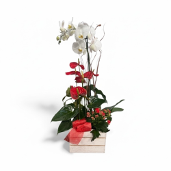 Caja Plantas Love