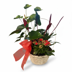 Cesta plantas alegria