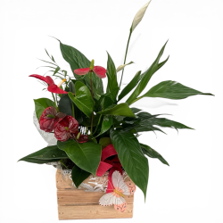 Caja plantas Red