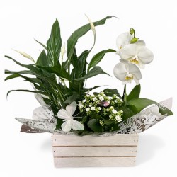 Caja plantas Live