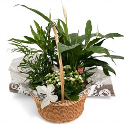 Cesta plantas Bosque